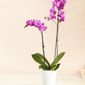 Opulent Orchid