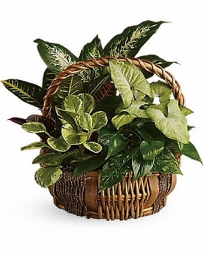 <div class="m-pdp-tabs-description">
<div id="mark-1" class="m-pdp-tabs-marketing-description">

You don't have to follow the yellow brick road to find this emerald jewel. All kinds of gorgeous greens fill this basket that makes a perfect gift for men or women. Celebration or sympathy. Birthday or any day. So beautiful and bountiful it will deliver any message eloquently.

</div>
</div>
Pothos, nephthytis, dieffenbachia, croton and peperomia plants are perfectly arranged in a distinctive willow rope basket. When it comes to gifts, this one is a gem!