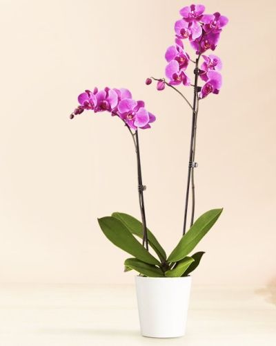 This double stemmed orchid plant comes in a variety of colors. We only buy the freshest blooms from our plant houses. With that in mind the color orchid you receive may vary.