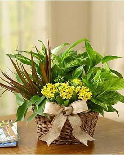Give a gift of lasting smiles by sending this eye-pleasing European-inspired dish garden, a combination of foliage and blooming plants that makes any special day more than memorable. Easy-care indoor garden looks stunning in any setting, arriving in a handsome planter.