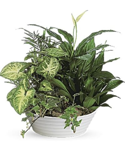 <div class="m-pdp-tabs-description">
<div id="mark-1" class="m-pdp-tabs-marketing-description">This lush bowl filled with living plants will also carry comfort and compassion for many months to come. Perfect to send to the home or service.</div>
</div>
<p id="arrngDescp">One planter arrives filled with dracaena, ivy, palm, spathiphyllum and syngonium plants.</p>